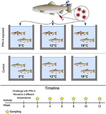 Decreased water temperature enhance Piscine orthoreovirus genotype 3 replication and severe heart pathology in experimentally infected rainbow trout